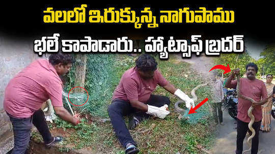 cobra stuck in net near steel plant in visakhapatnam watch how it rescued by snake catcher