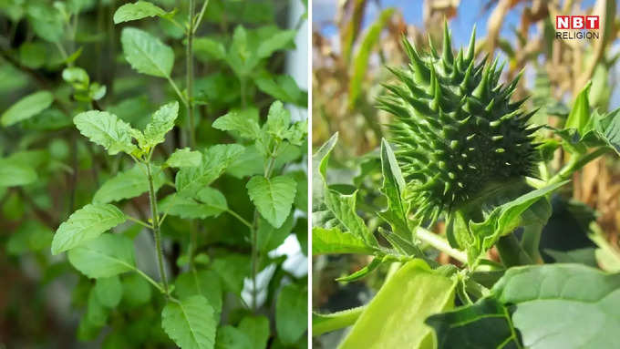 तुलसी के पत्ते और धतूरा मां दुर्गा को अर्पित करने के लाभ