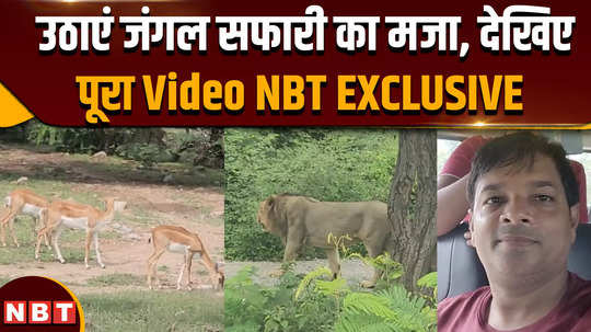 jungle safari fun of jungle safari captured on camera watch video