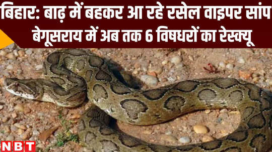 jungle news russell viper snake coming in flood water at begusarai bihar