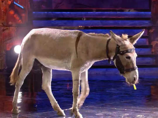 Bigg Boss 18 Donkey 