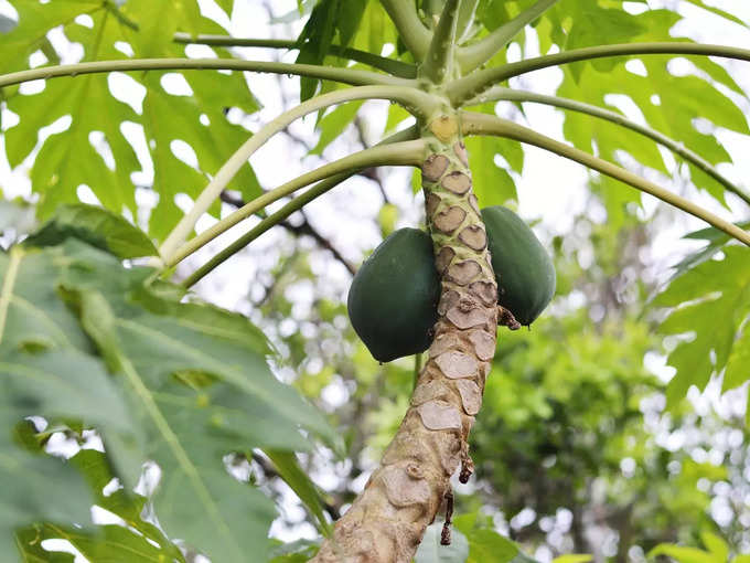 ​পেঁপের থেকেও সাবধান​