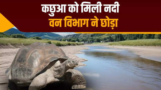 giant tortoise found in bihar forest department officials released it in gandak river