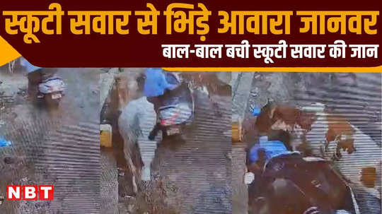 herd of animals coming from front scooter rider became bahubali badly injured watch viral video