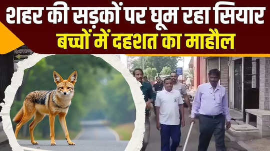 movement of jackal was seen in sanjay colony of bhilwara city watch live video