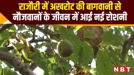 jammu kashmir walnut farming brings new light to lives of youth in rajouri watch video