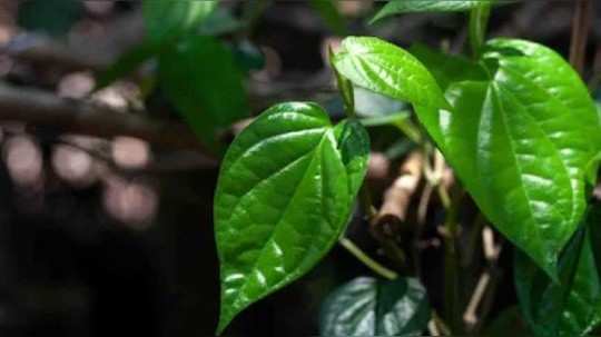 surprising health benefits of betel leaf