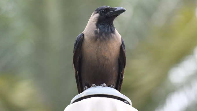 தாக்க வரும்  காகம்