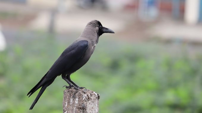 காகங்களின் வகைகள்