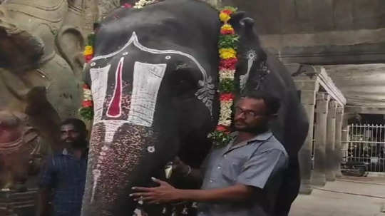 ஸ்ரீவில்லிபுத்தூர் ஆண்டாள் கோவில் யானை பிறந்தநாள் கொண்டாட்டம்!