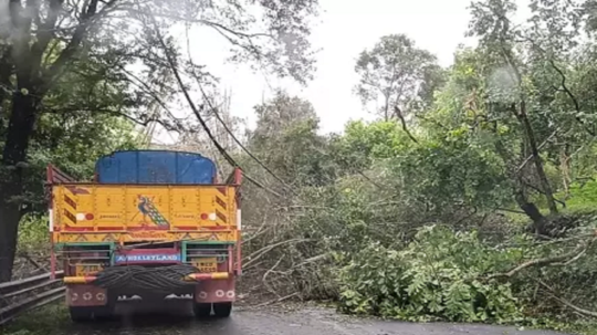 சிவகங்கை - மானாமதுரை சாலையில் முறிந்து விழுந்த மரம்....  போக்குவரத்து பாதிப்பு!