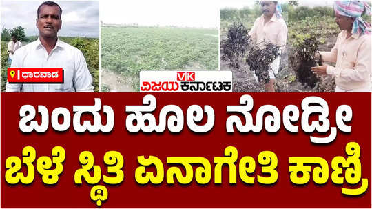 heavy rains damaged cotton groundnut crops loss for farmets in kundgol dharwad