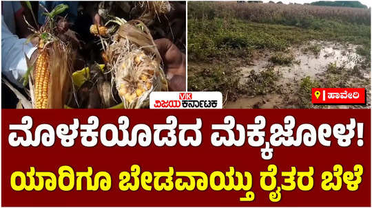 maize corn crops sprout damage due to rains in haveri district loss to farmers