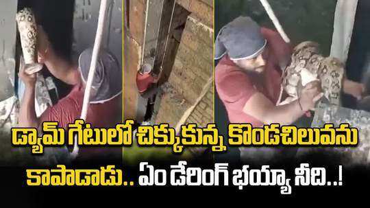 watch 20 kg python rescued after getting stuck in osman sagar dam gate in hyderabad