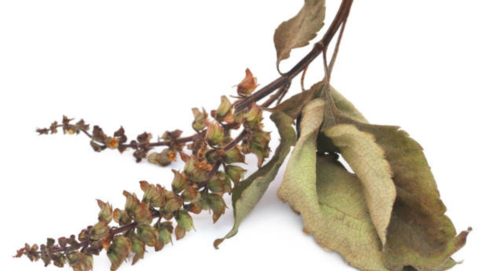 dried tulsi