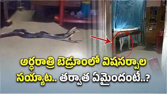 snakes doing duel in the bedroom in the mid night ifs officer shared video