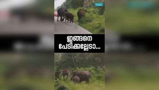 elephant viral video in wayanad