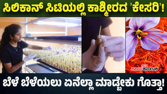 kashmiri kesar saffron cultivation in bengaluru rr nagar by young lady