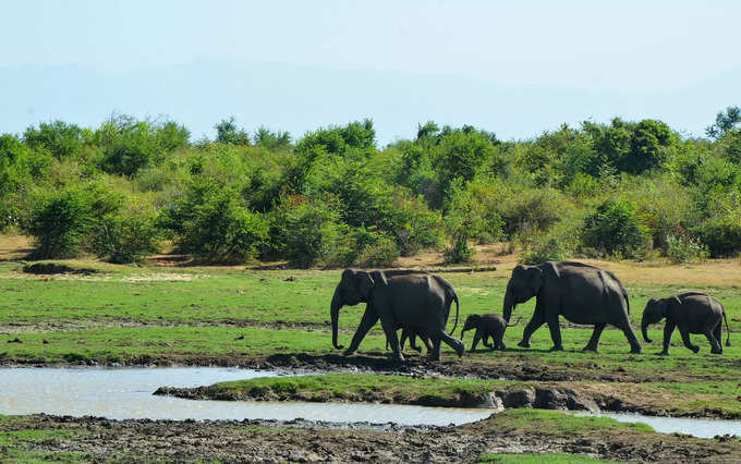 arugam-bay-elephant