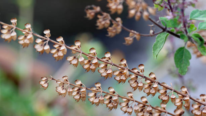 ಕಾಮಾಕ್ಷಿ ದೀಪ ಬೆಳಗುವುದು ಹೇಗೆ.?