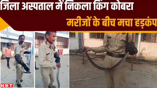 rajgarh news 6 feet long cobra seen roaming in biaora civil hospital of rajgarh district see what happened next