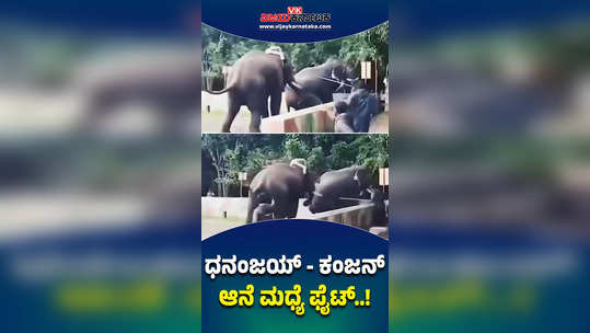 clash again between kanjan and dhananjaya elephants in mysuru elephant camp