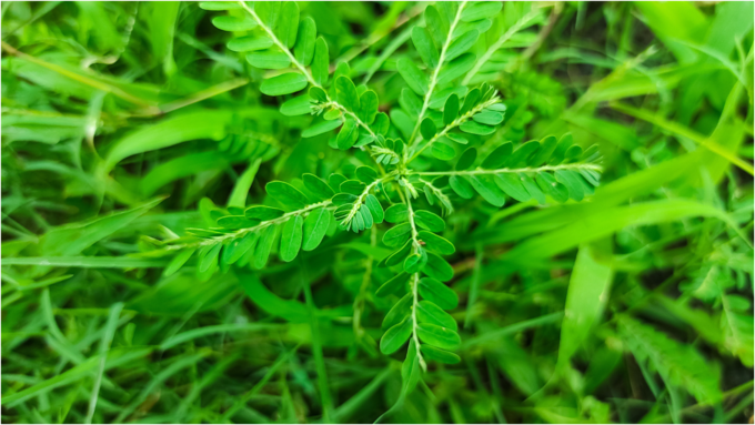 ನೆಲನೆಲ್ಲಿ