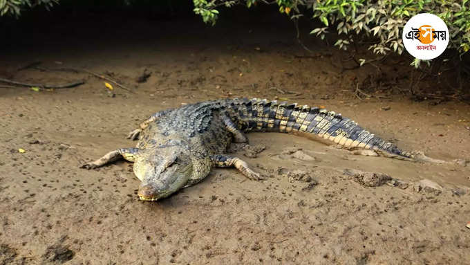 কুমীর ধরতে কোমর বেঁধে গ্রামবাসীরা