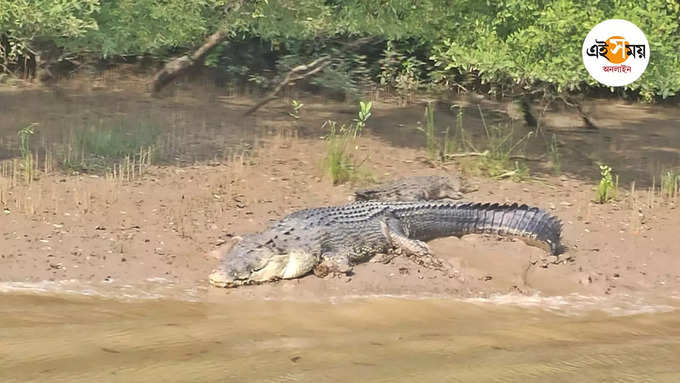 বিপন্ন পক্ষিকূল