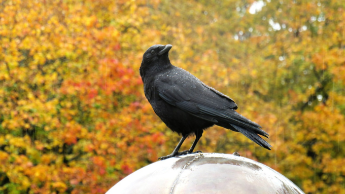 crow