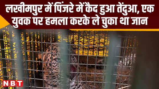 lakhimpur kheri sanjay biswal dfo on leopard captured in a cage up news video