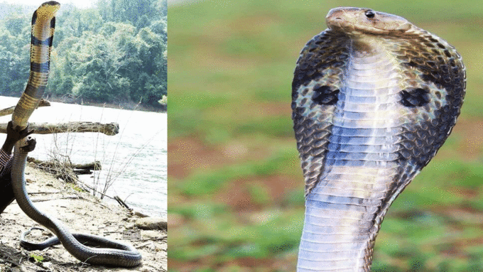 वनवासी करते हैं पूजा