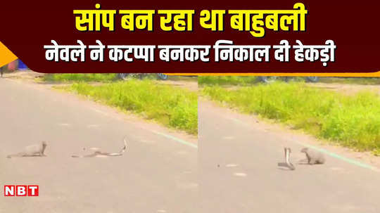 snake and mongoose face to face fight in chhindwara saanp aur nevla ki ladai mp news