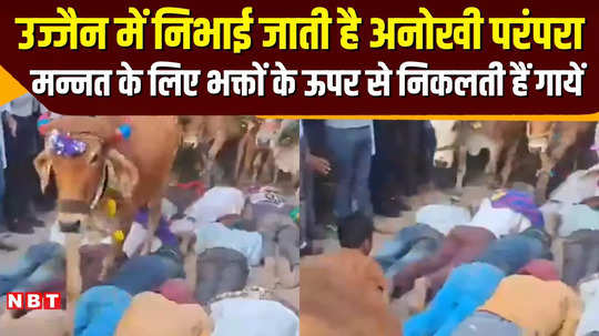 ujjain news to get the blessings of cow mother devotees lay down on ground and cows came from above watch video