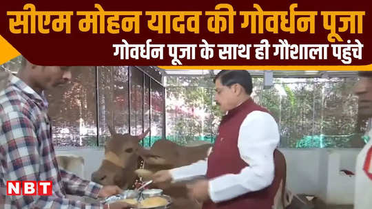 chief minister mohan yadav govardhan puja after reaching cow shed cm got engrossed in cow service