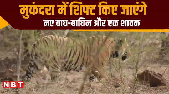 new tigers tigresses and a cub will be shifted to kota mukundra hills tiger reserve