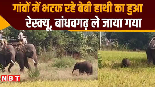 100 people together rescued the baby elephant which reached villages after its mother death