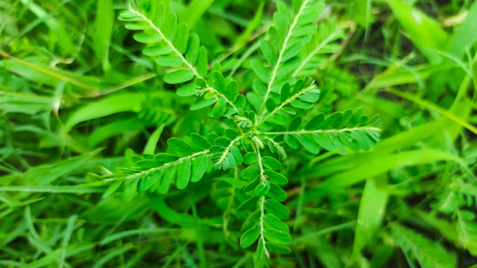 ಅಕ್ಷಯ ನವಮಿಯಂದು ಈ ಕೆಲಸಗಳನ್ನು ಮಾಡಿ