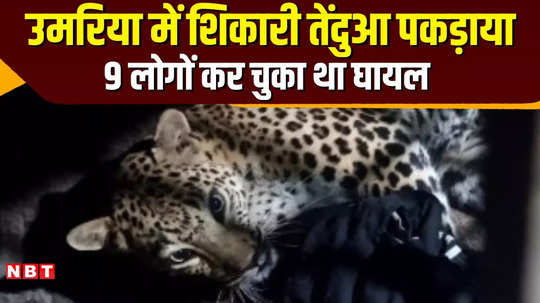 leopard caught in bandhavgarh tiger reserve 9 people injured so far watch video