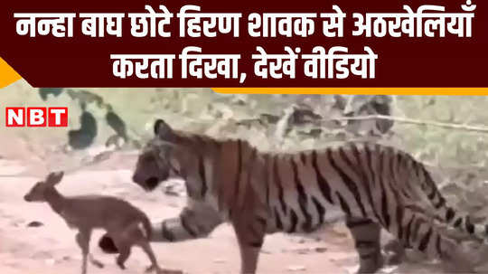 amazing view of pench tiger reserve a baby tiger playing with a small deer