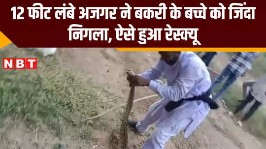 a 12 feet long python dragged a 20 kg baby goat into the grave in maihar