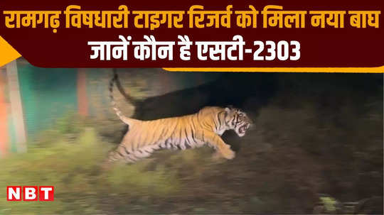 ramgarh vishdhari tiger reserve got a new tiger st 2303 in rajasthan