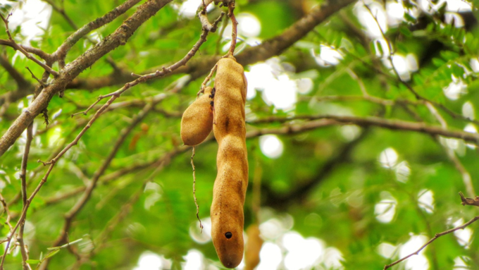 ತುಳಸಿ ಪೂಜೆ ಸಾಮಗ್ರಿ