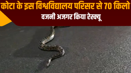 70 kg python was rescued from this university campus in kota