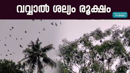 bat nuisance in shornur chuduvalathoor