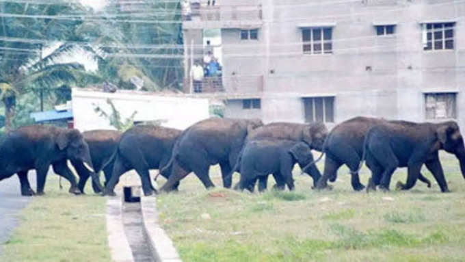 கிராமங்களுக்குள் நுழையும் யானைகள்