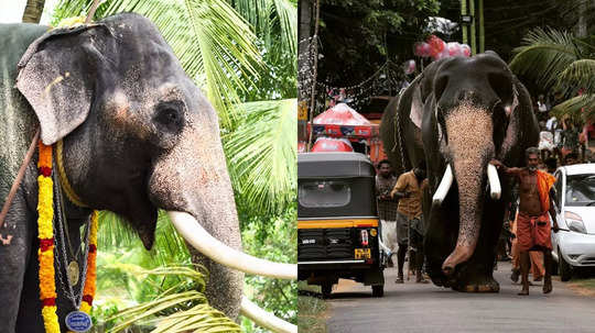 കേരളത്തിൽ 381 നാട്ടാനകൾ മാത്രം, ഉത്സവങ്ങളിൽ സംരക്ഷണം ഉറപ്പുവരുത്താൻ വനം വകുപ്പ്