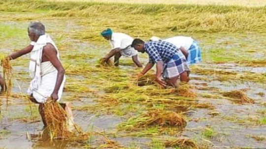 தஞ்சையில் கொட்டி  தீர்த்த கனமழை; நெற்பயிர்கள் சேதம்.....விவசாயிகள் வேதனை!