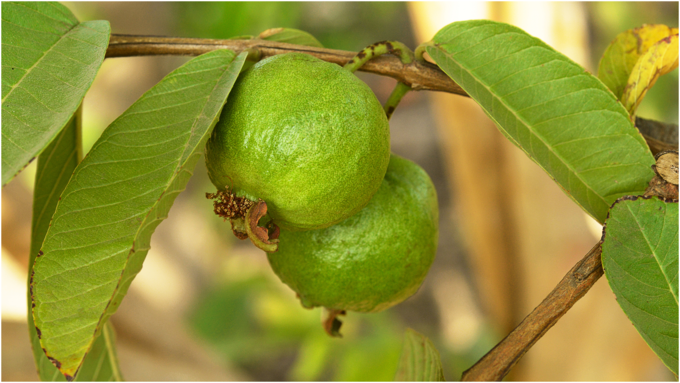 ಪೇರಳೆ ಪ್ರೋಟೀನ್‌ನ ಶಕ್ತಿಕೇಂದ್ರವಾಗಿದೆ