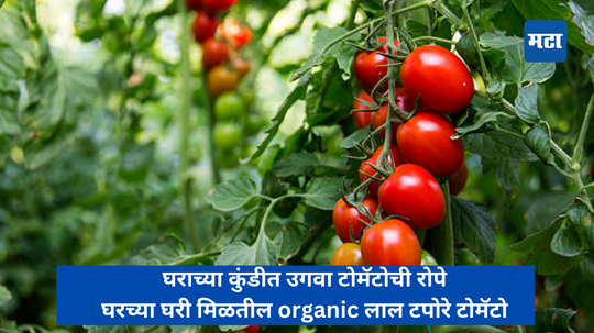 घराच्या कुंडीत उगवा टोमॅटोची रोपे,घरच्या घरी मिळतील organic लाल टपोरे टोमॅटो